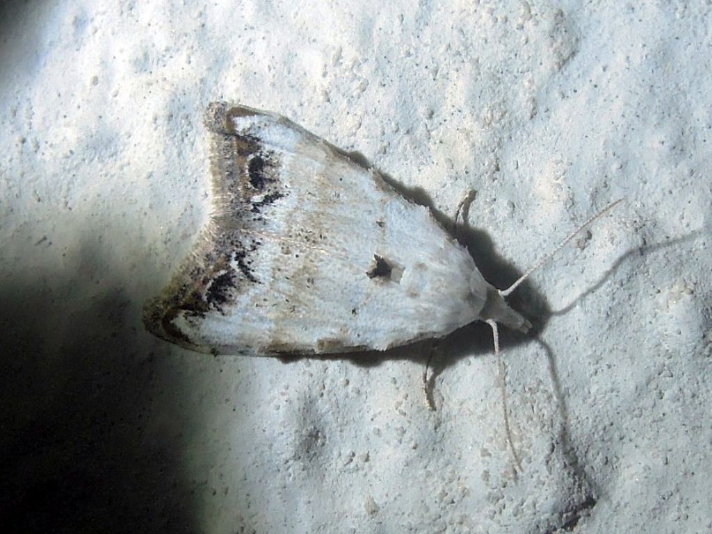 Nola chlamitulalis (nolidae)